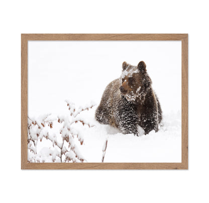 Brown Bear in Snow