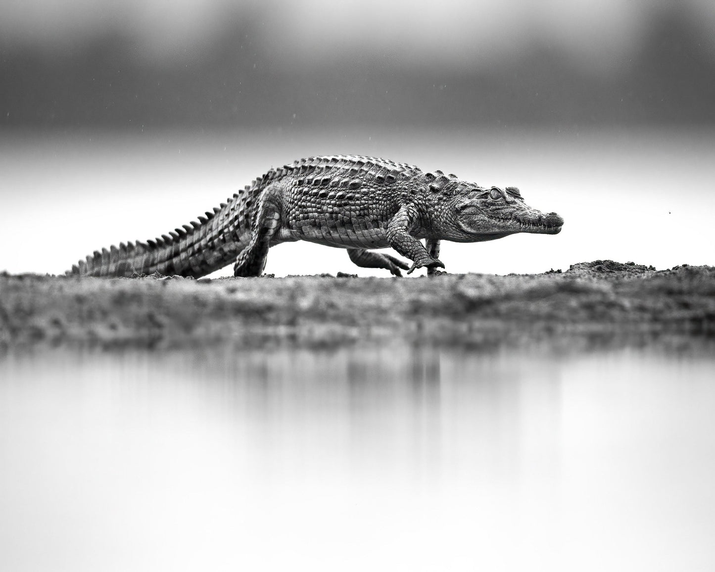 Crocodile in Still Water