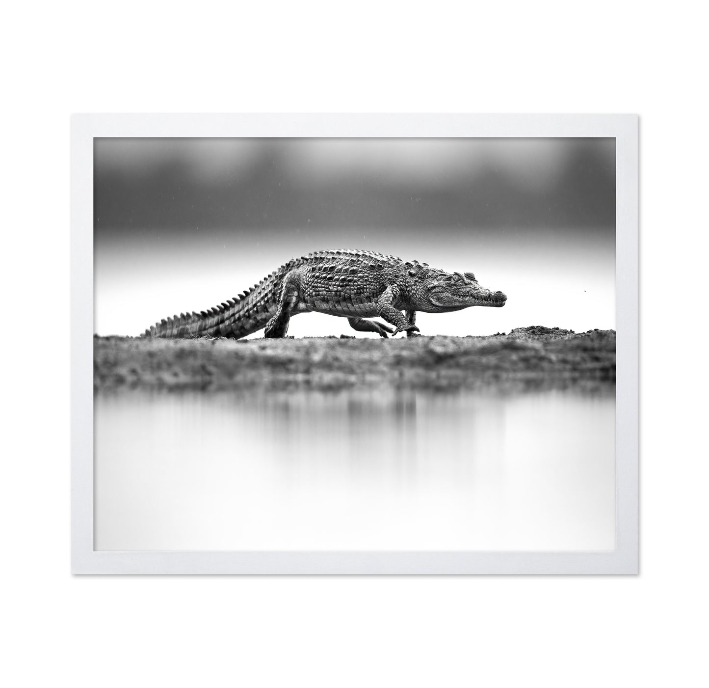 Crocodile in Still Water
