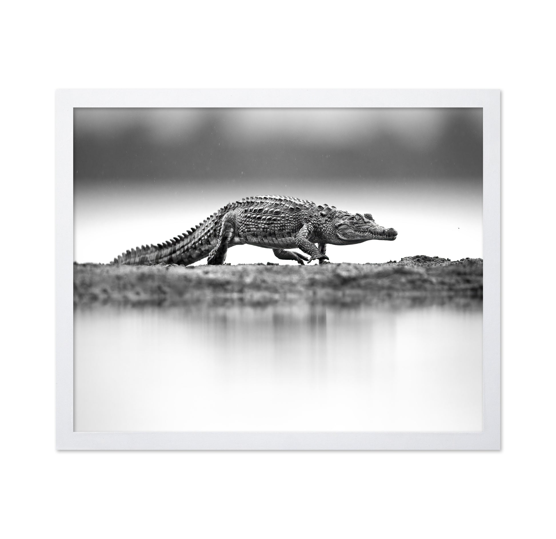 Crocodile in Still Water