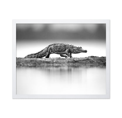 Crocodile in Still Water