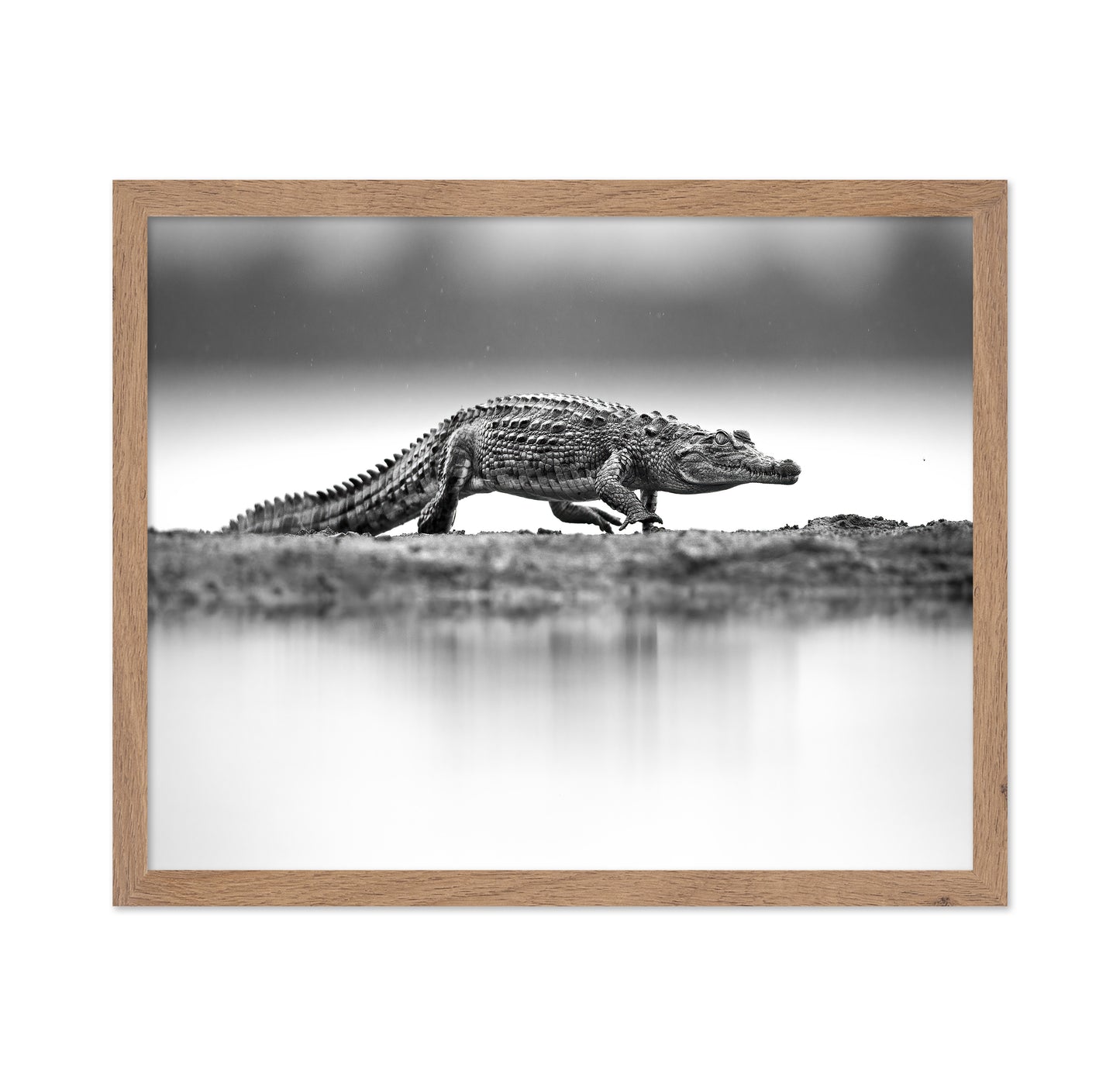 Crocodile in Still Water