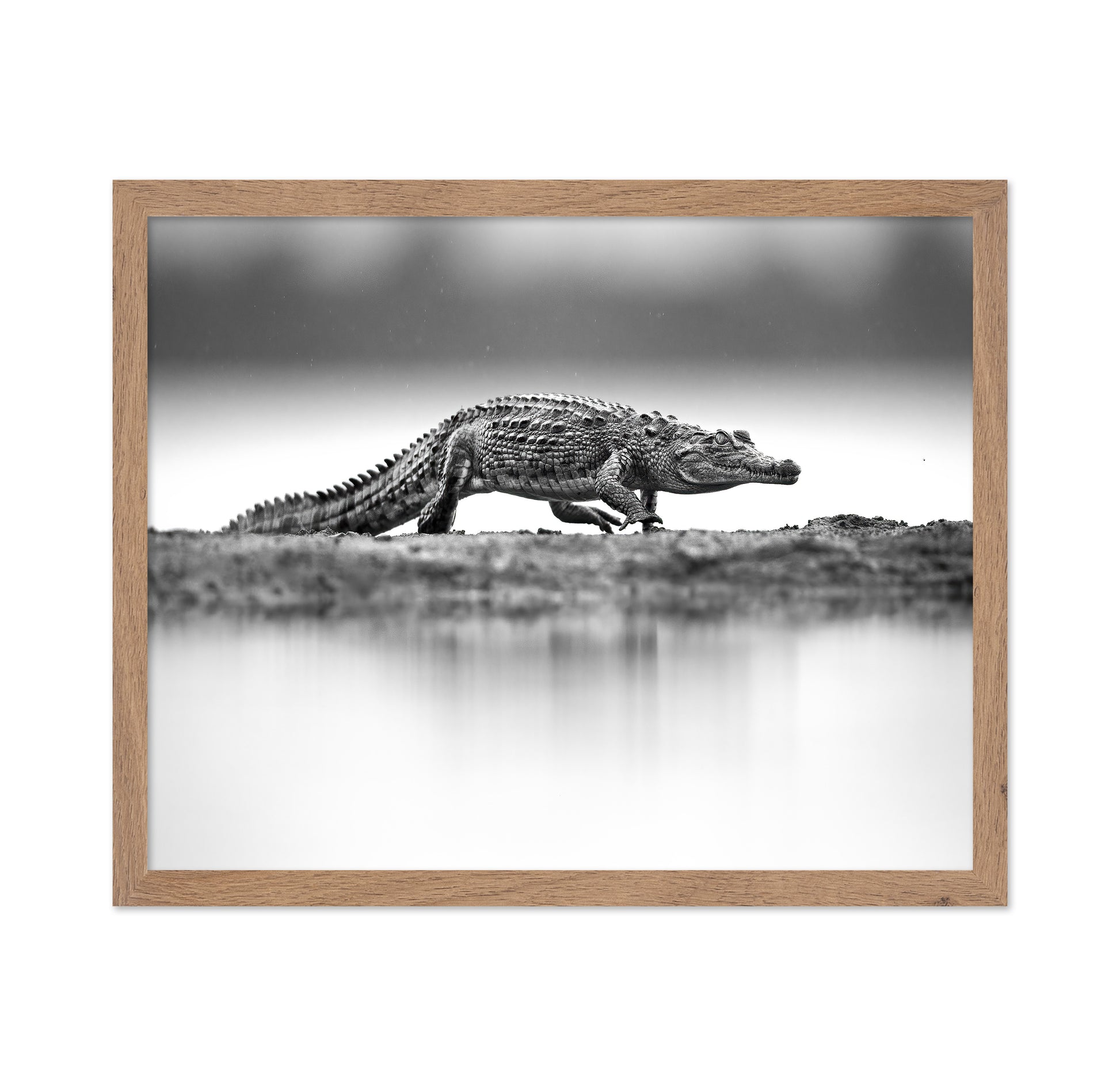 Crocodile in Still Water
