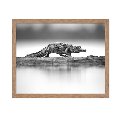 Crocodile in Still Water