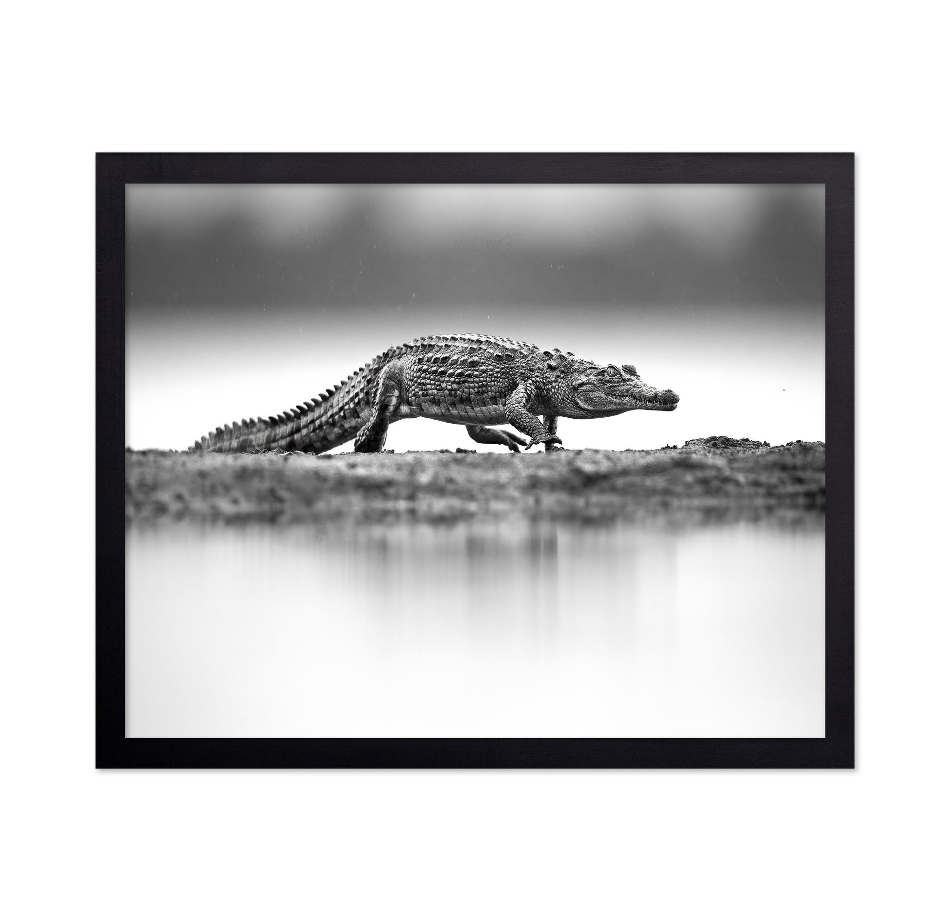 Crocodile in Still Water