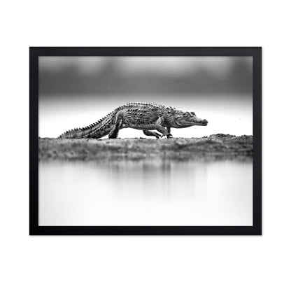 Crocodile in Still Water