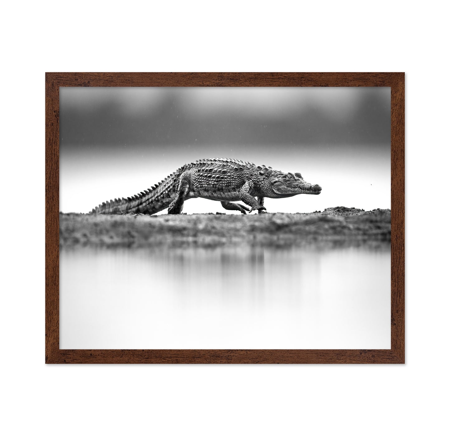 Crocodile in Still Water