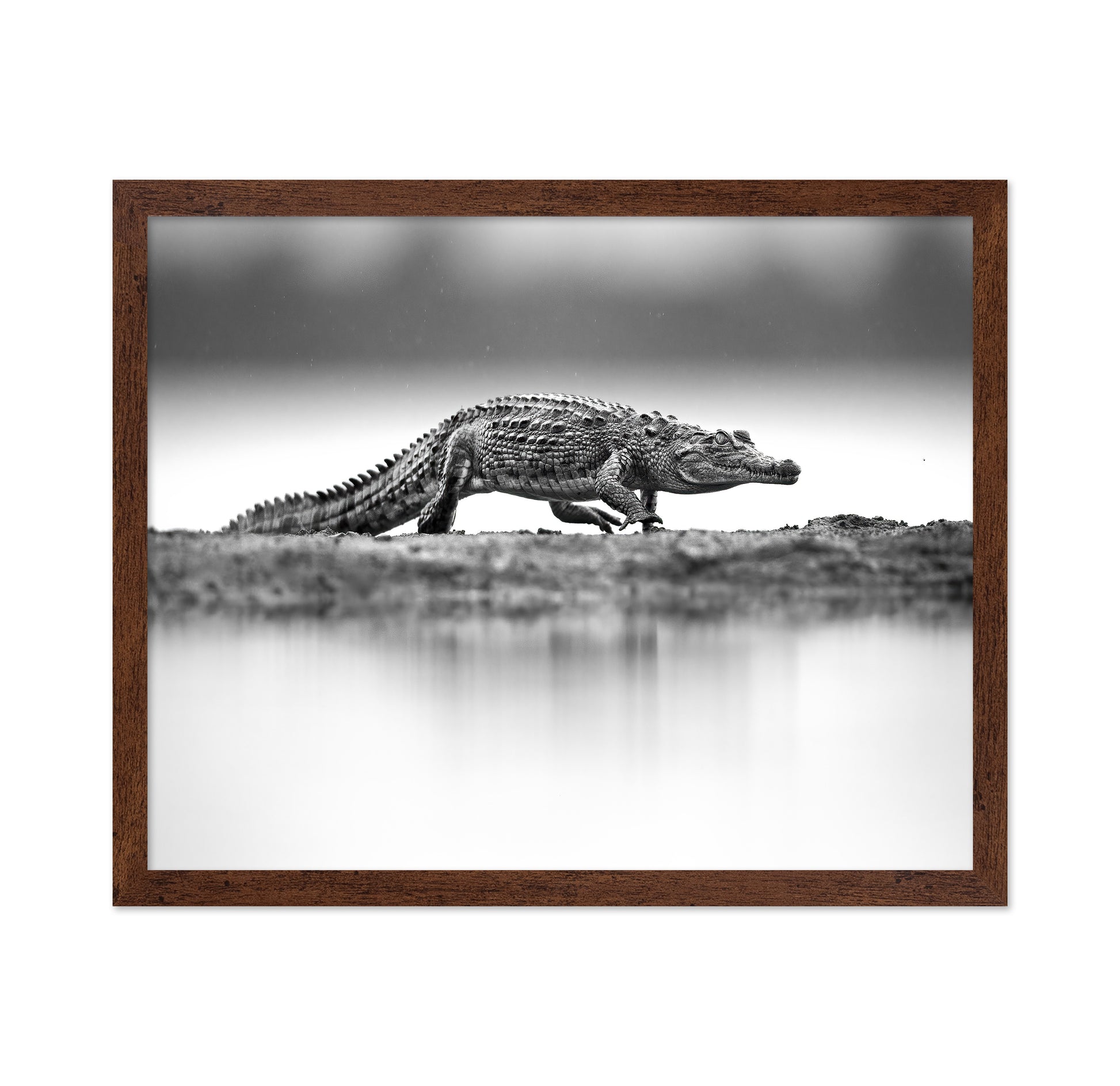 Crocodile in Still Water