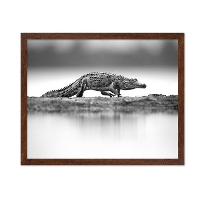 Crocodile in Still Water