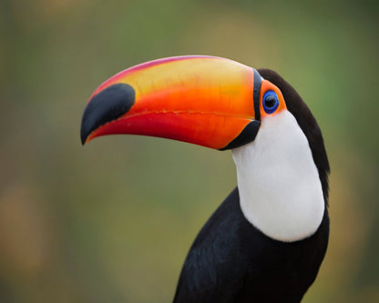 Toucan Profile