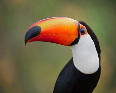 Toucan Profile