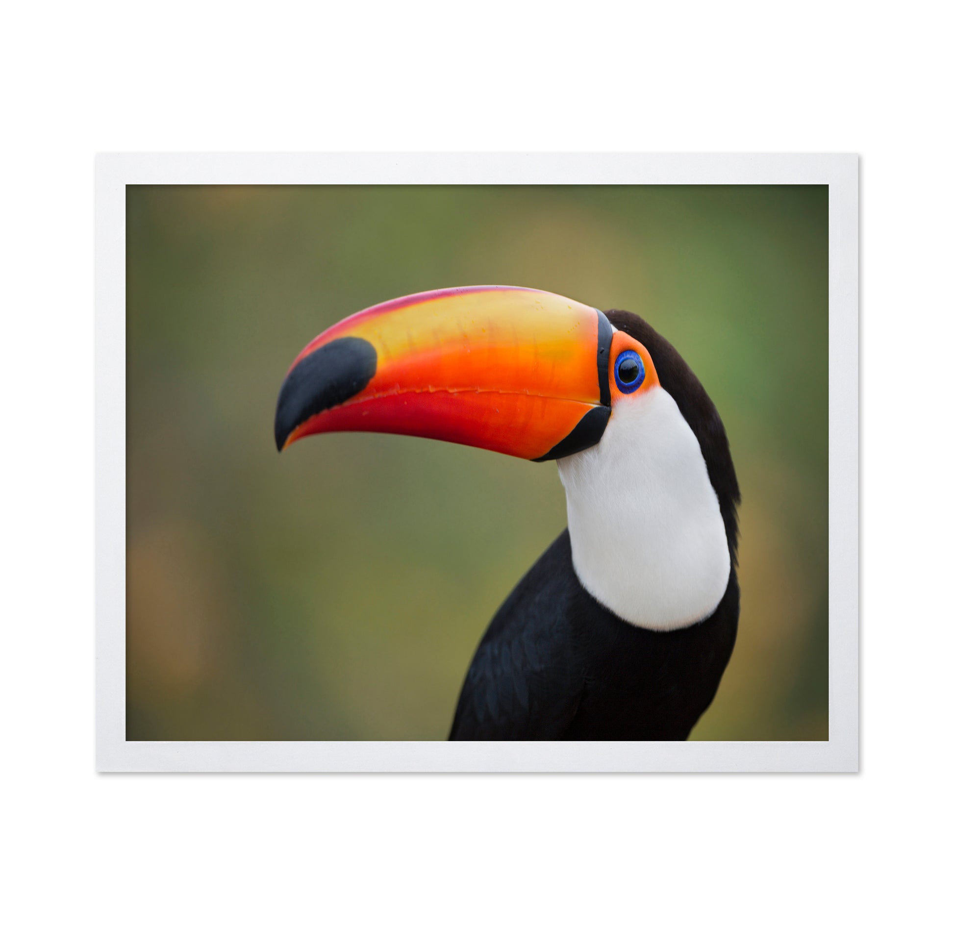 Toucan Profile
