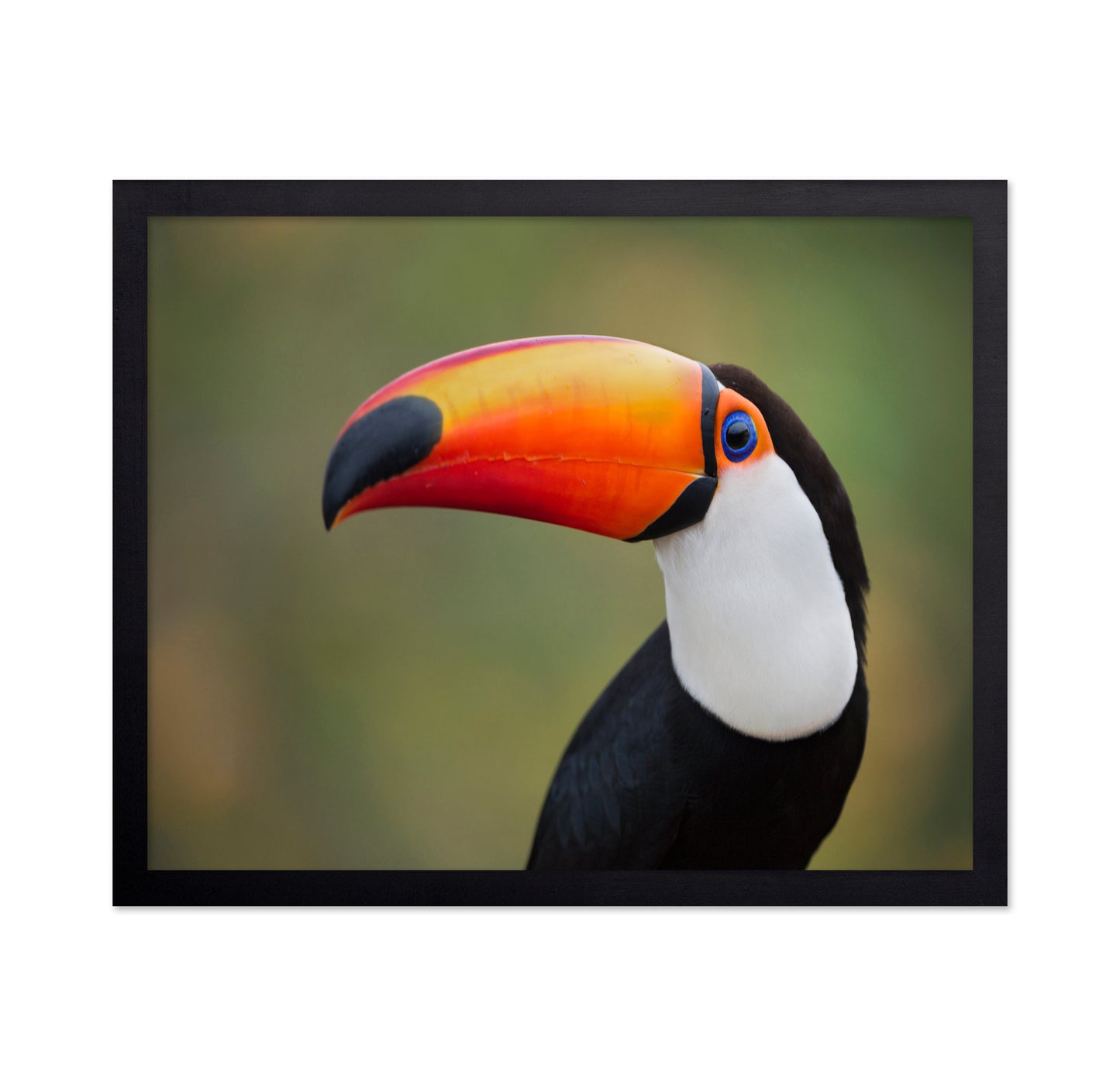 Toucan Profile