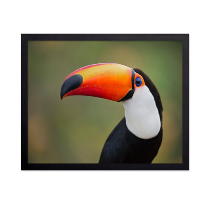 Toucan Profile