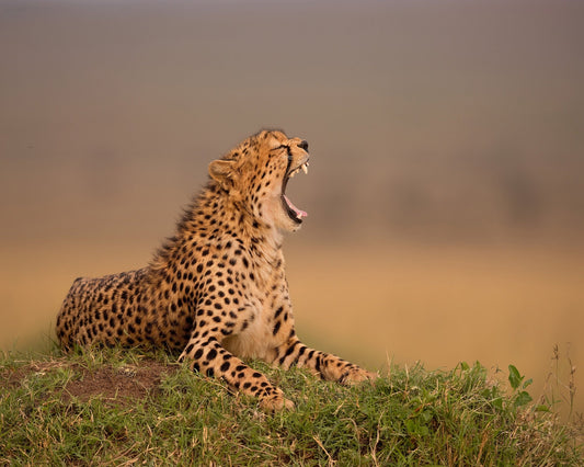 Yawning Cheetah