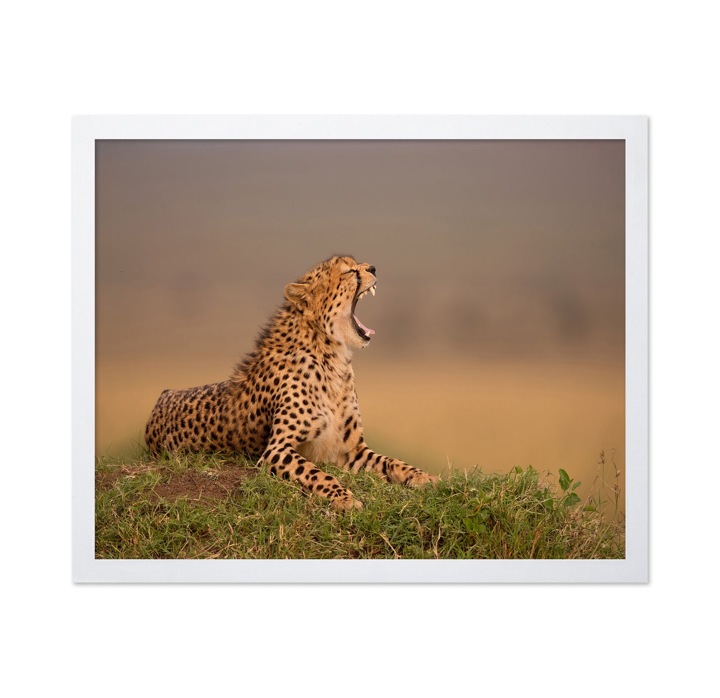 Yawning Cheetah