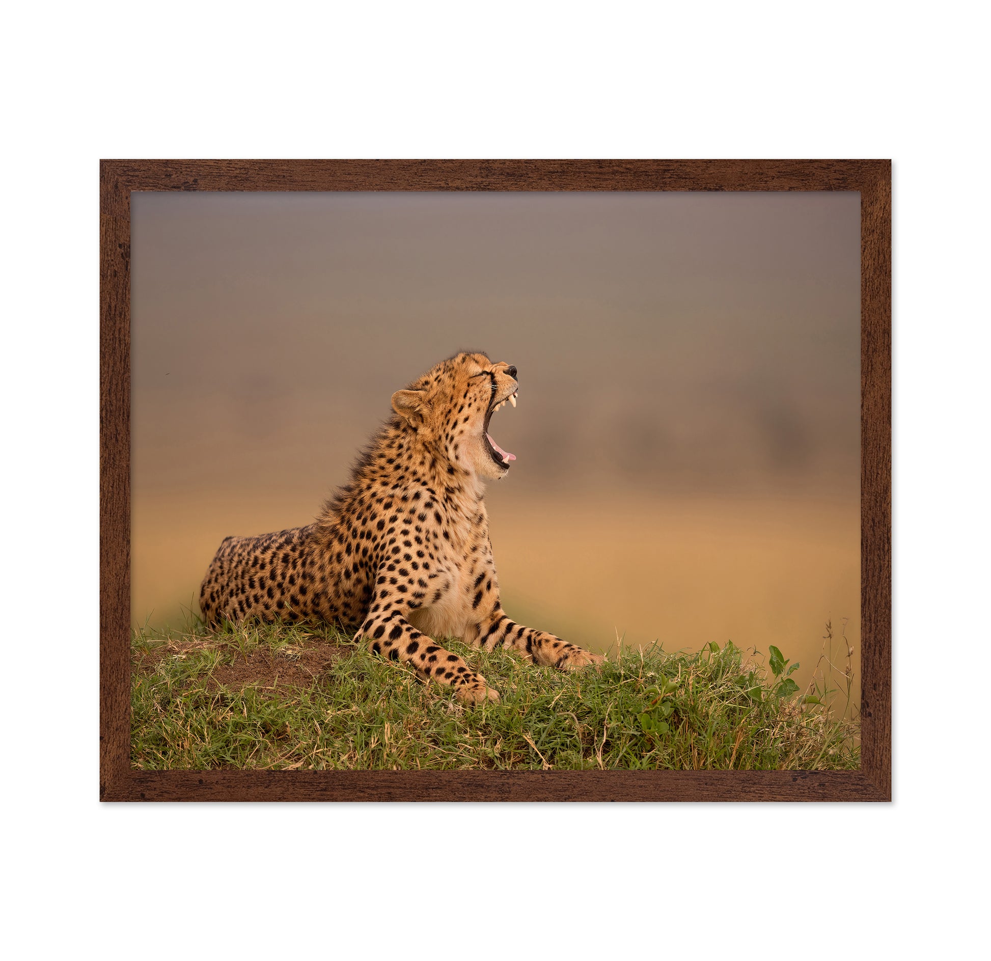 Yawning Cheetah