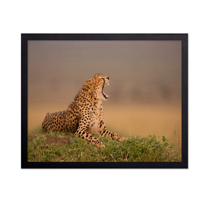 Yawning Cheetah