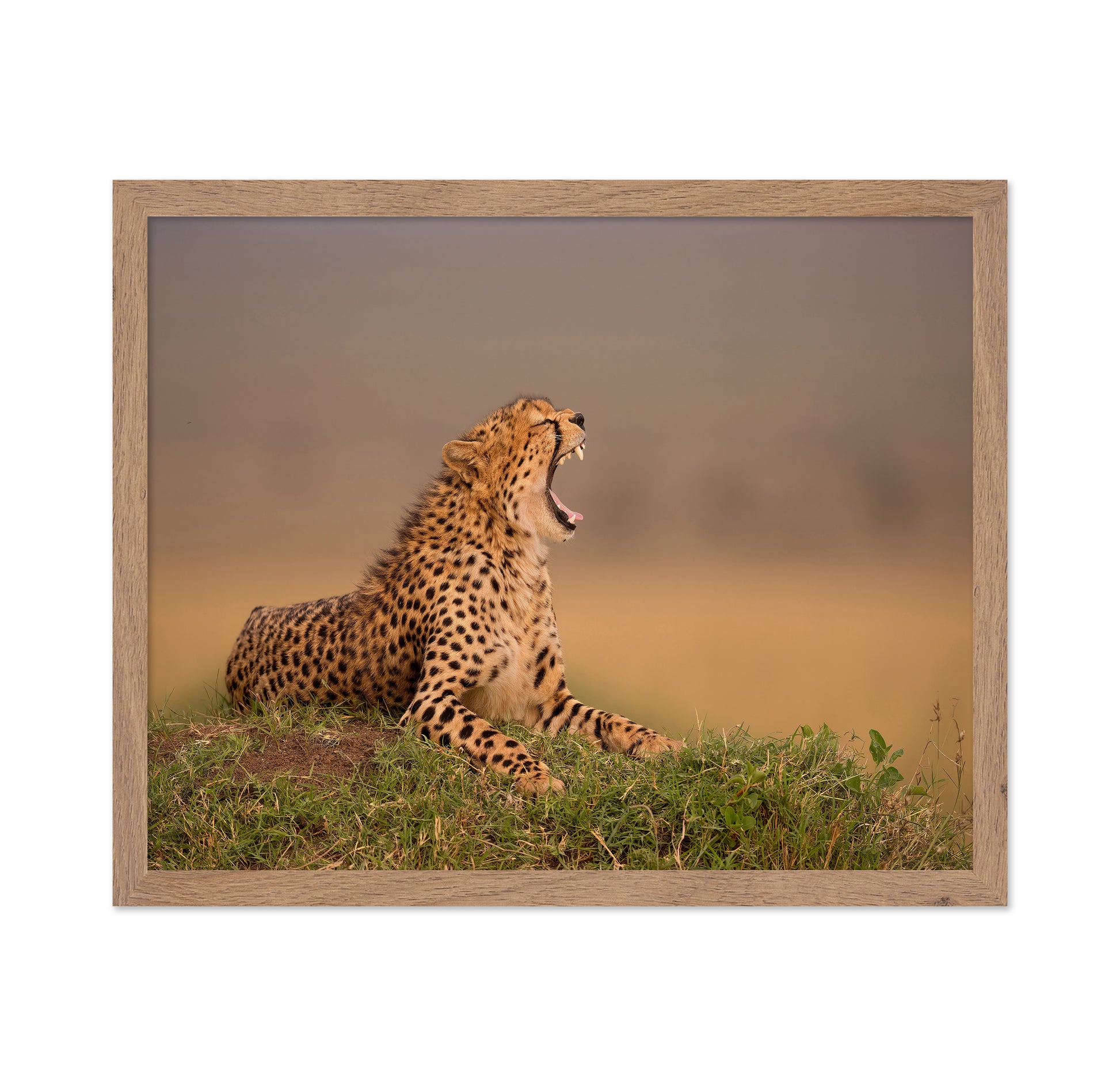 Yawning Cheetah