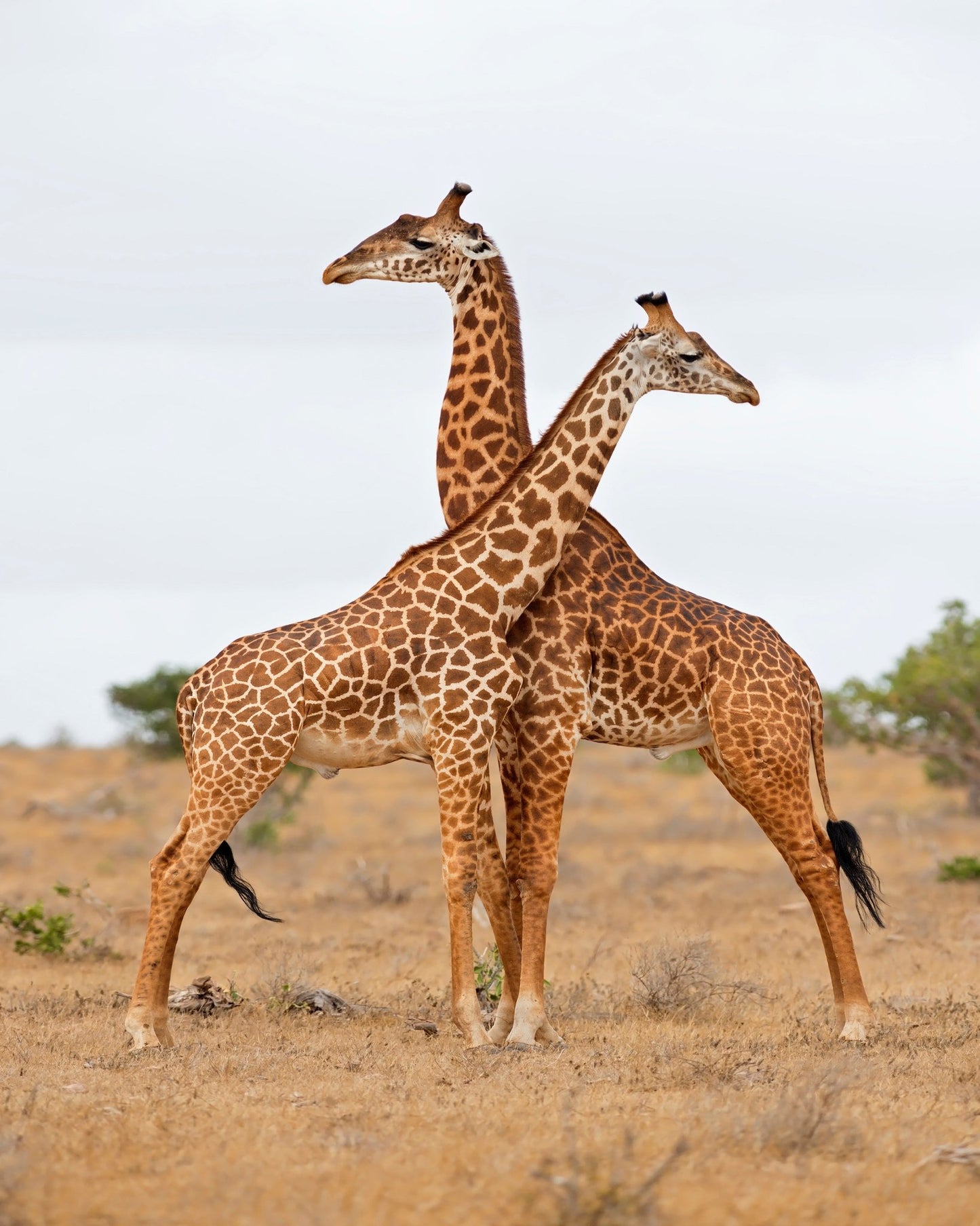 Crossed Giraffes
