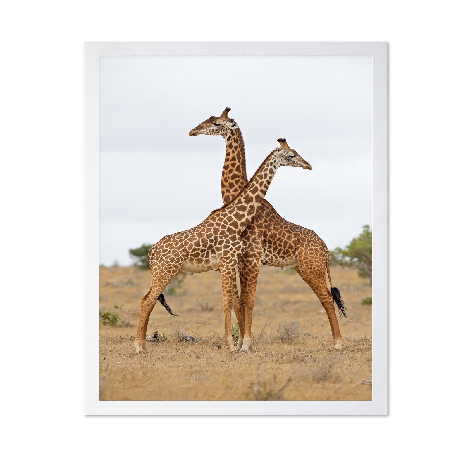 Crossed Giraffes