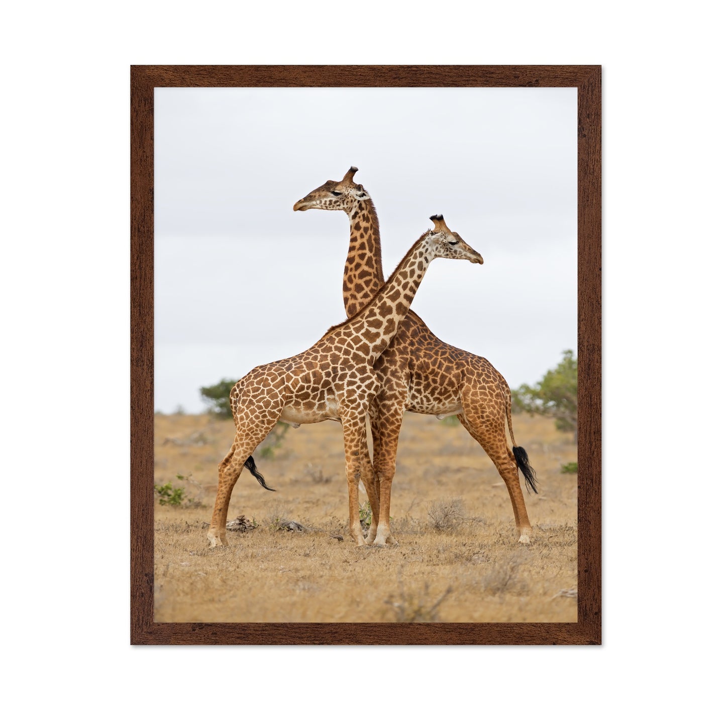 Crossed Giraffes