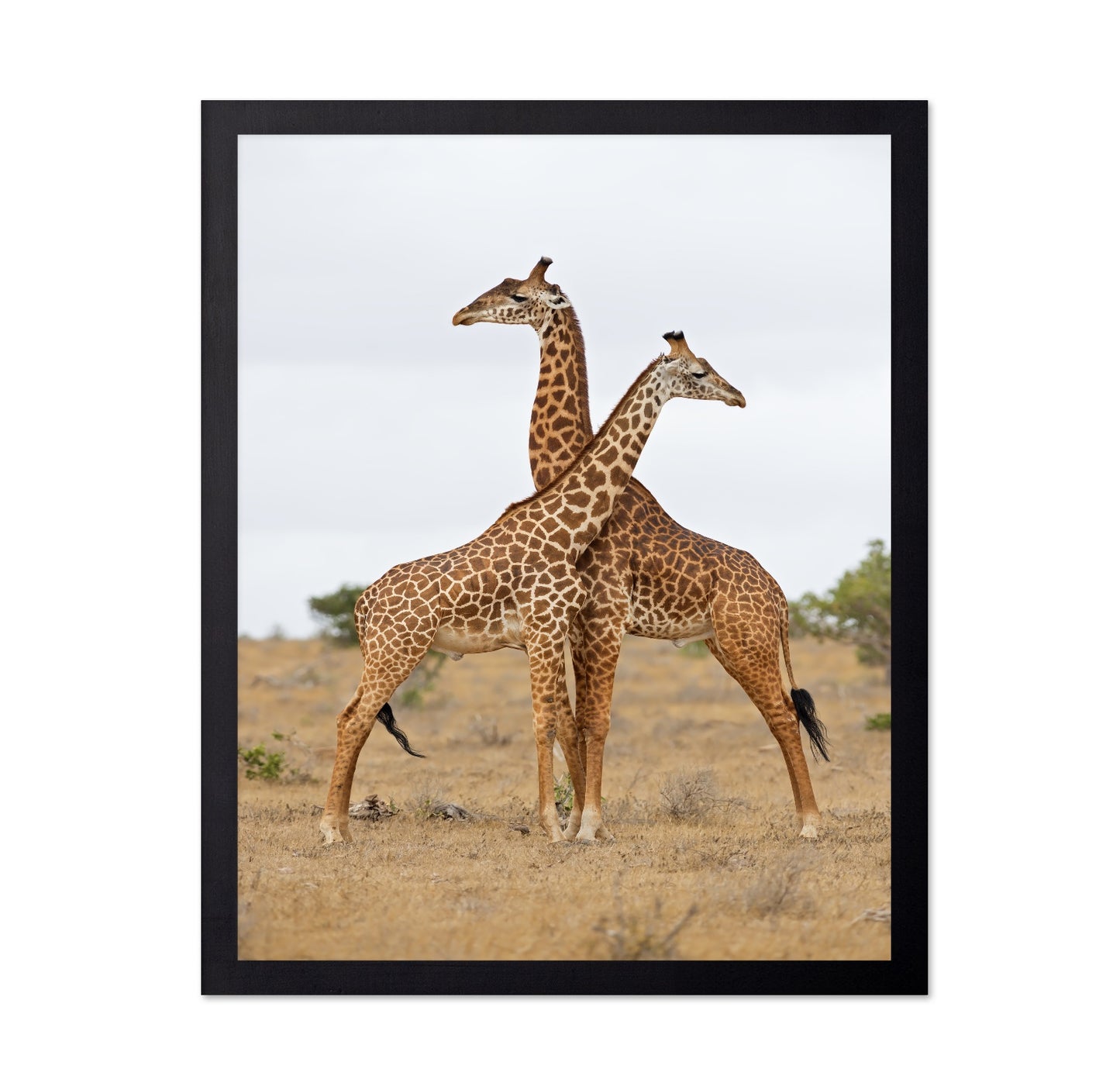 Crossed Giraffes