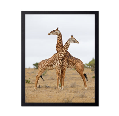 Crossed Giraffes