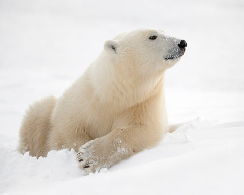 Polar Bear in Snow No2