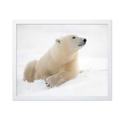 Polar Bear in Snow No2