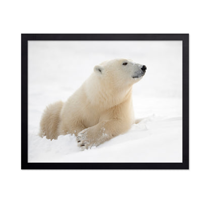 Polar Bear in Snow No2