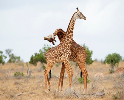 Giraffes Necking