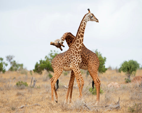 Giraffes Necking