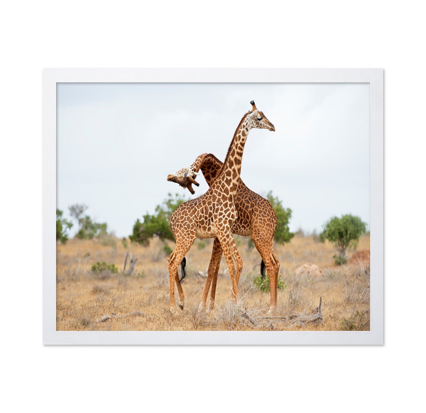 Giraffes Necking