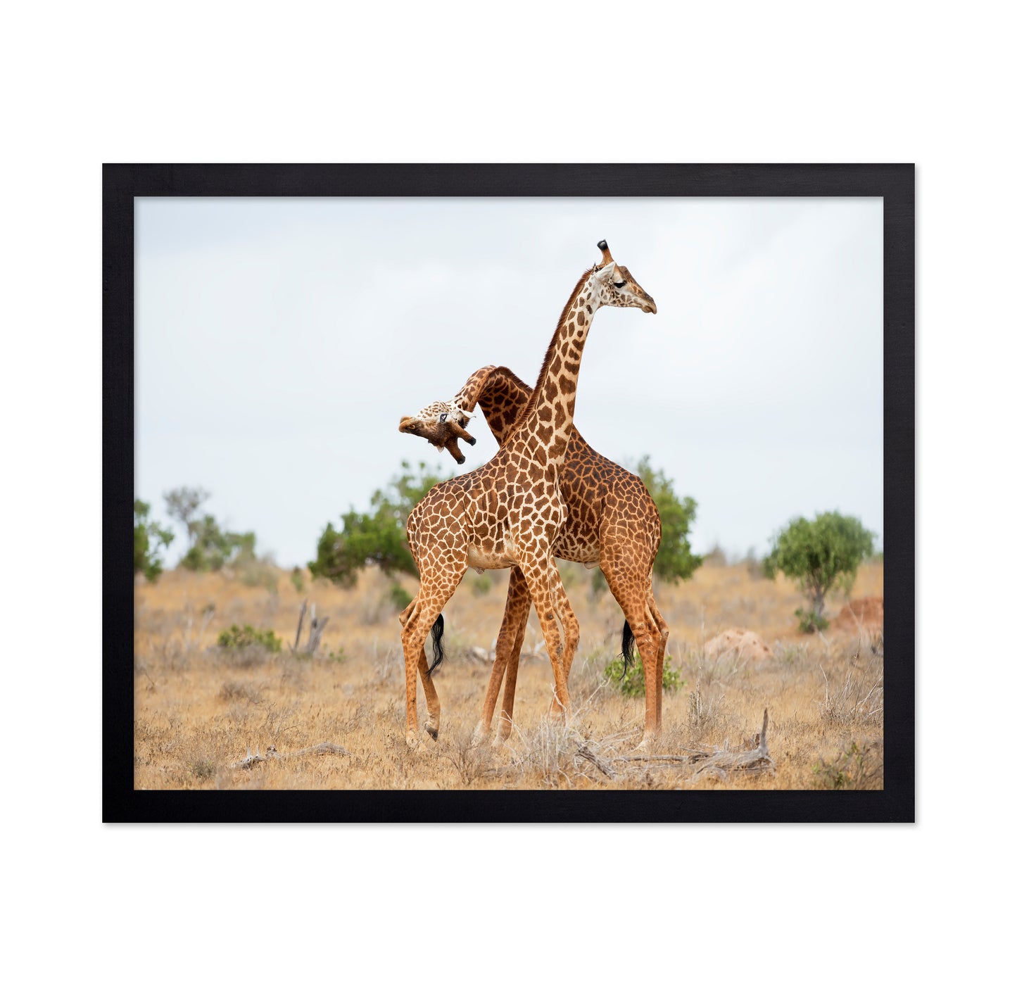 Giraffes Necking