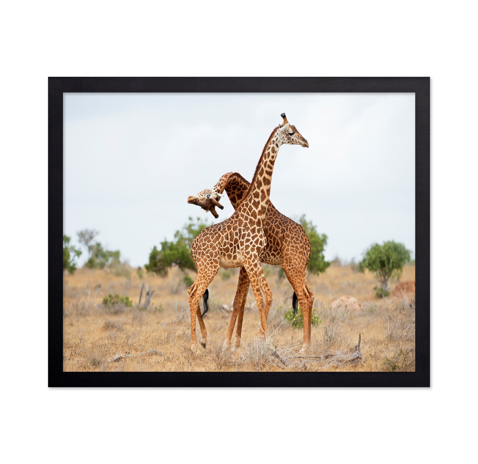 Giraffes Necking