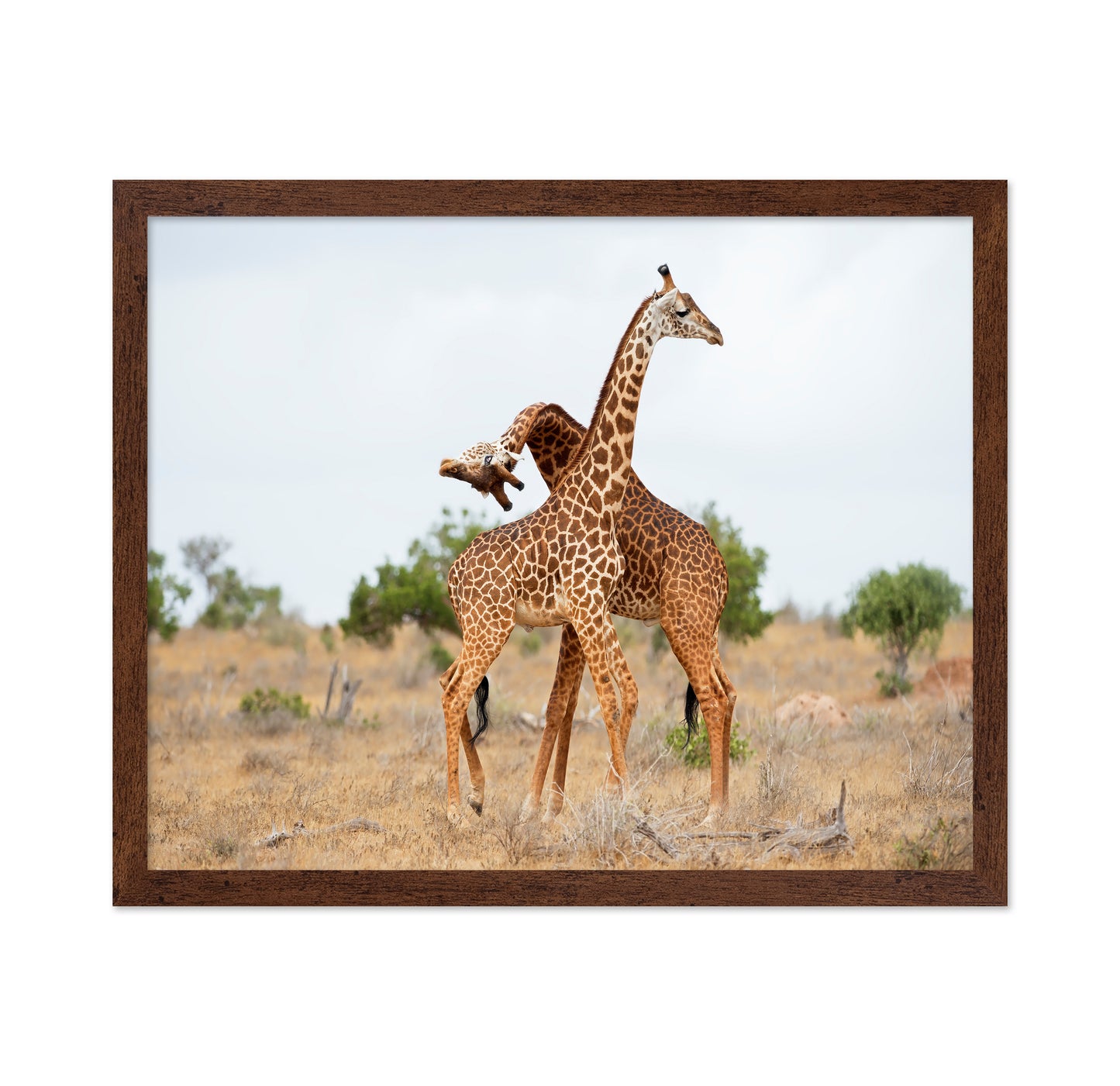 Giraffes Necking