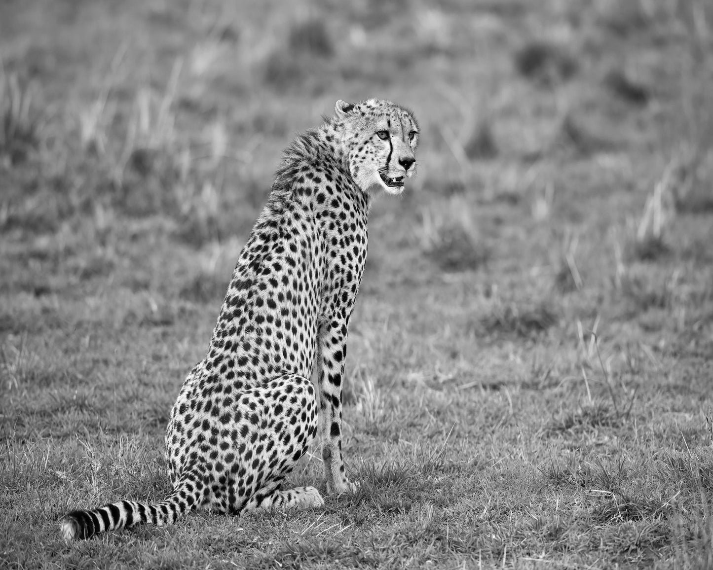 Cheetah in Grass