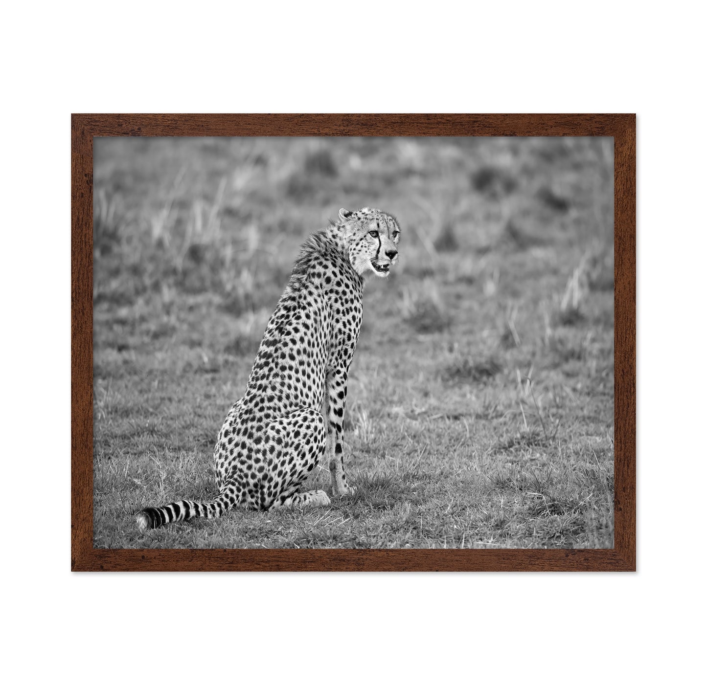 Cheetah in Grass