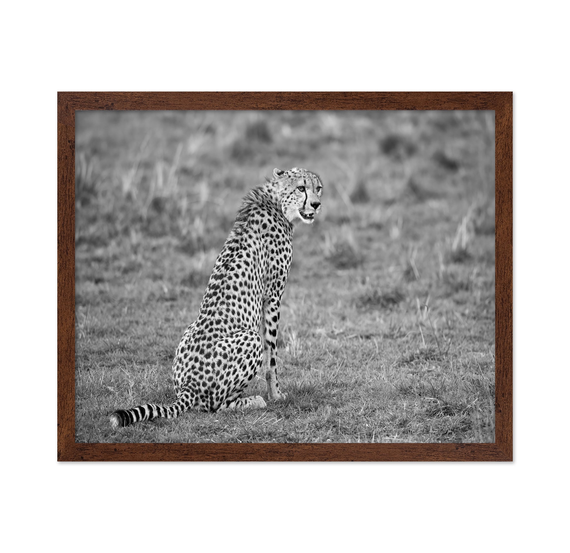 Cheetah in Grass