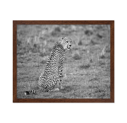 Cheetah in Grass
