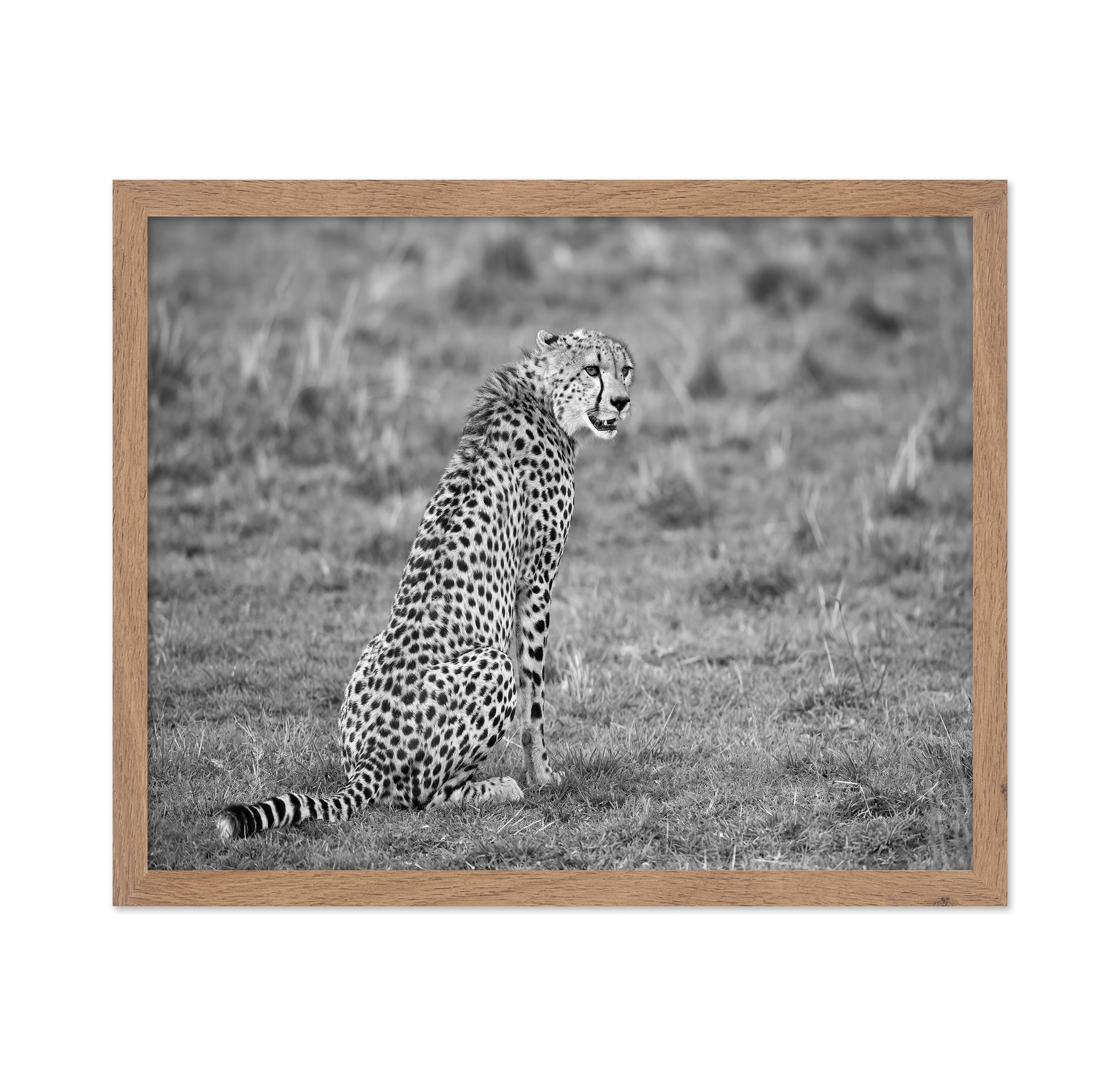 Cheetah in Grass
