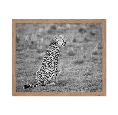 Cheetah in Grass