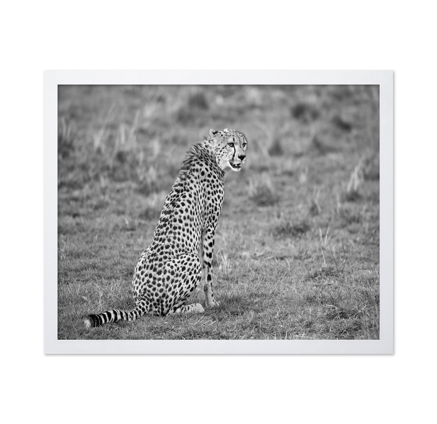 Cheetah in Grass