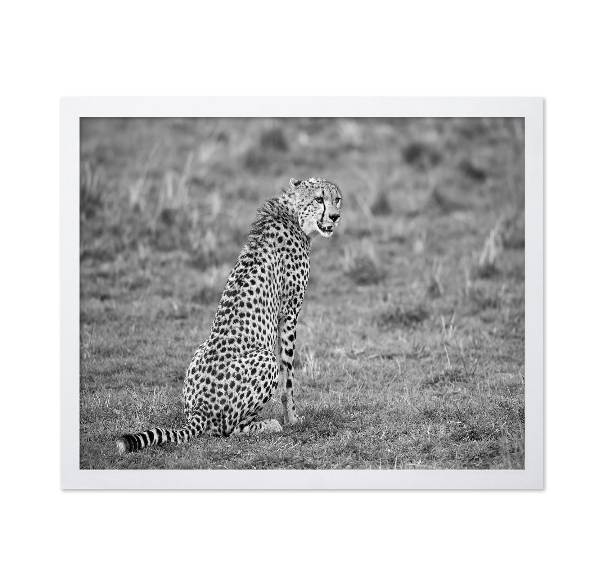 Cheetah in Grass