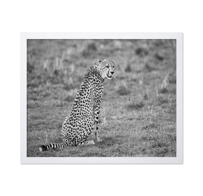 Cheetah in Grass