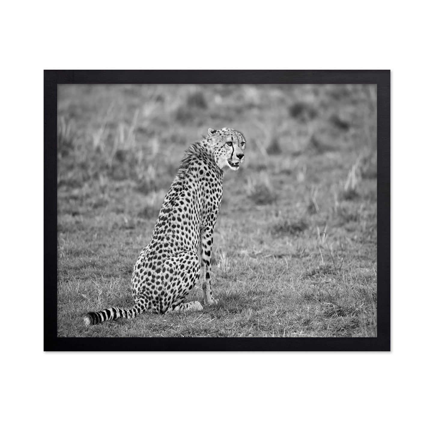 Cheetah in Grass