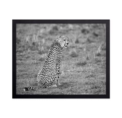 Cheetah in Grass