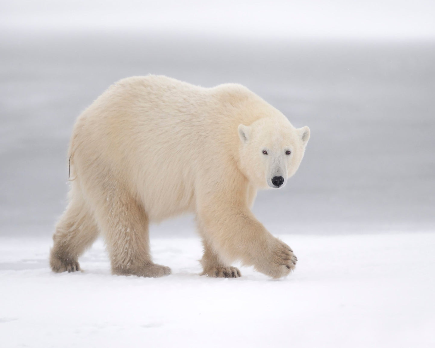 Walking Polar Bear