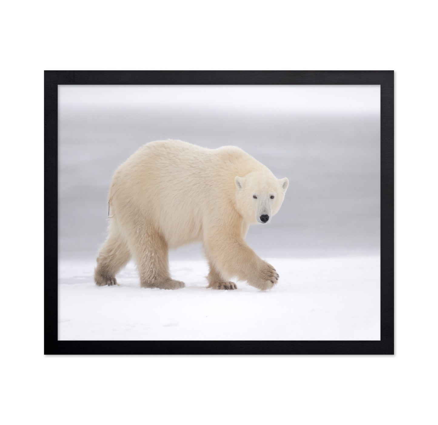 Walking Polar Bear